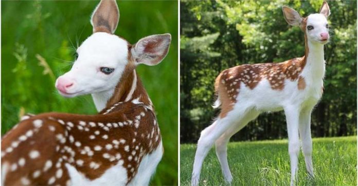 Raro bebê cervo de rosto banco é acolhido por santuário após ser abandonado pela mãe