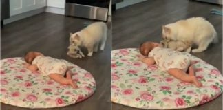 Gatinha leva seu filhote recém-nascido para fazer companhia à bebê humano; veja o vídeo