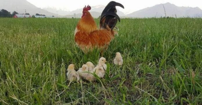 Galo é um pai exemplar que cuida de seus pintinhos que perderam a mãe