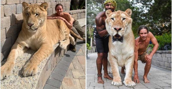 Conheça Apollo, híbrido de tigresa com leão que é um dos maiores felinos vivos do planeta