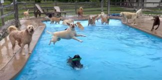 Cachorrinhos brincam e se divertem em piscina construída em formato de osso especialmente para eles