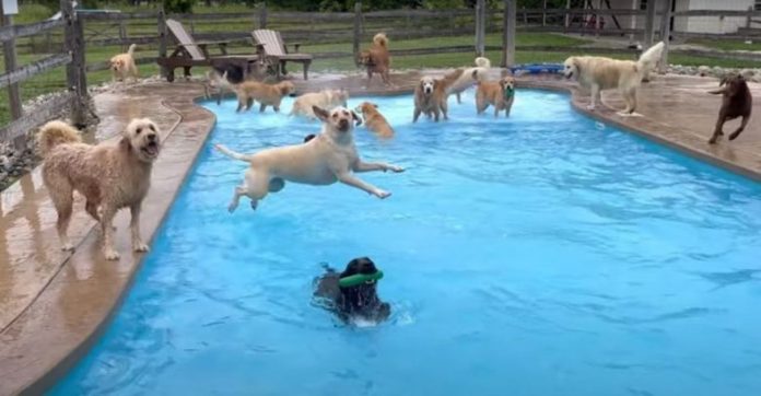 Cachorrinhos brincam e se divertem em piscina construída em formato de osso especialmente para eles