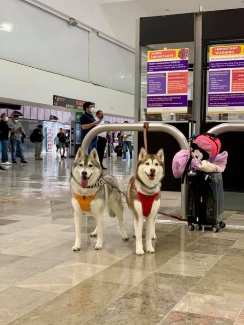 agrandeartedeserfeliz.com - Companhia aérea permite embarcação de 2 cães Husky Siberiano em voo com sua família