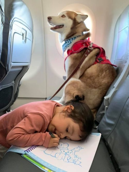 agrandeartedeserfeliz.com - Companhia aérea permite embarcação de 2 cães Husky Siberiano em voo com sua família