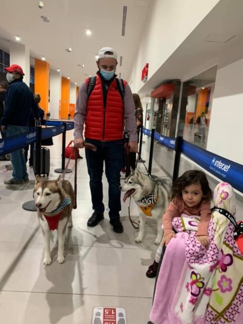 agrandeartedeserfeliz.com - Companhia aérea permite embarcação de 2 cães Husky Siberiano em voo com sua família