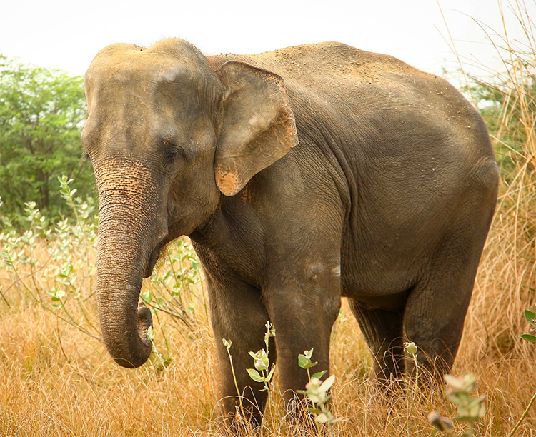 agrandeartedeserfeliz.com - Elefante cega é resgatada de maus-tratos e dá os primeiros passos em liberdade após décadas