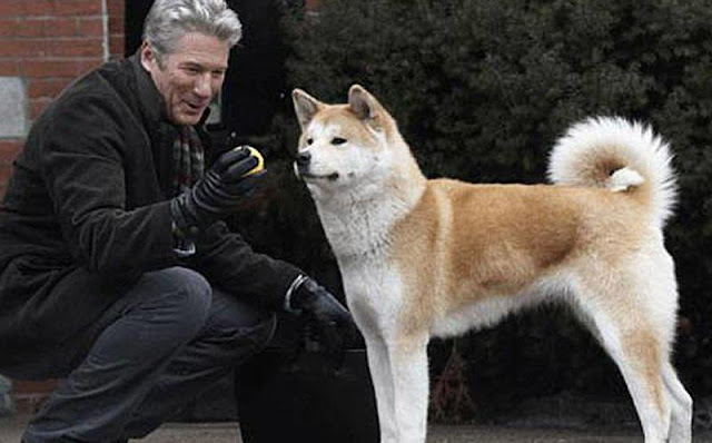 agrandeartedeserfeliz.com - Hachiko: uma história que mostra o amor incondicional dos cães com seus tutores