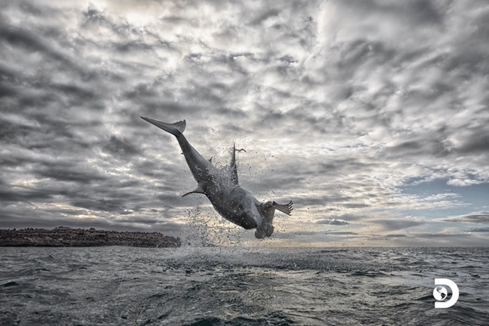 agrandeartedeserfeliz.com - Tubarão-branco bate recorde mundial com salto de 5 metros acima do nível do mar [VÍDEO]