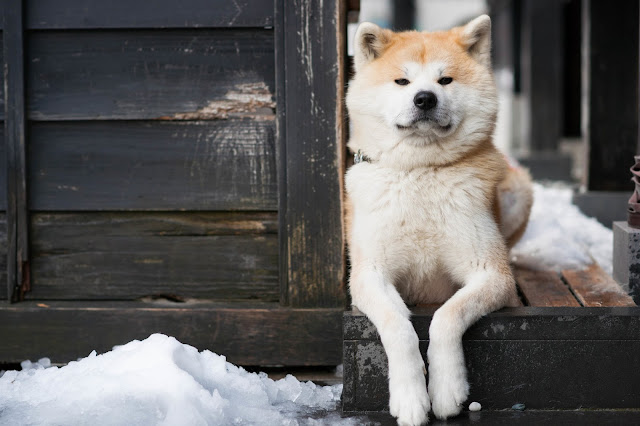 agrandeartedeserfeliz.com - Hachiko: uma história que mostra o amor incondicional dos cães com seus tutores