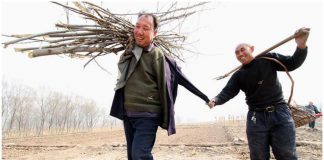 Dupla de amigos – um cego e outro sem braços – reflorestam, juntos, mais de 10 mil árvores na China