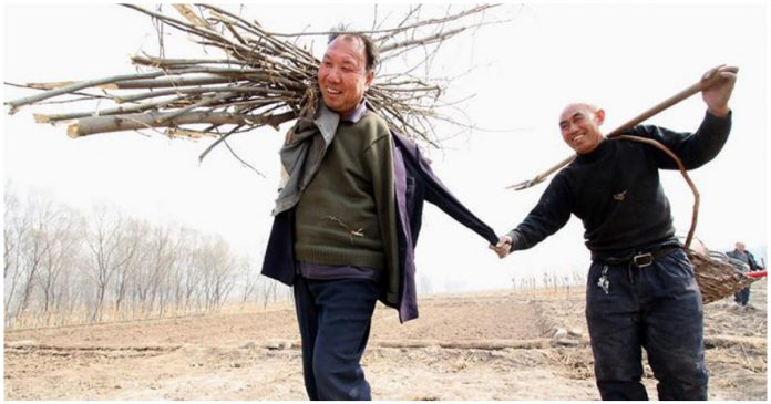 Dupla de amigos – um cego e outro sem braços – reflorestam, juntos, mais de 10 mil árvores na China