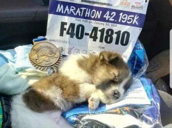 agrandeartedeserfeliz.com - Maratonista interrompe sua corrida para resgatar um cachorrinho sem-teto assustado