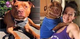 Cão pit bull sorri para fotos ao descobrir que foi adotado em canil público
