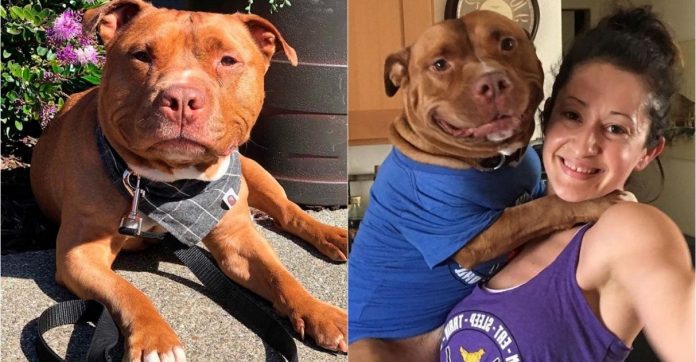 Cão pit bull sorri para fotos ao descobrir que foi adotado em canil público