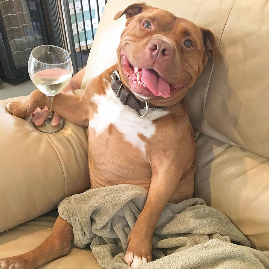 agrandeartedeserfeliz.com - Cão pit bull sorri para fotos ao descobrir que foi adotado em canil público