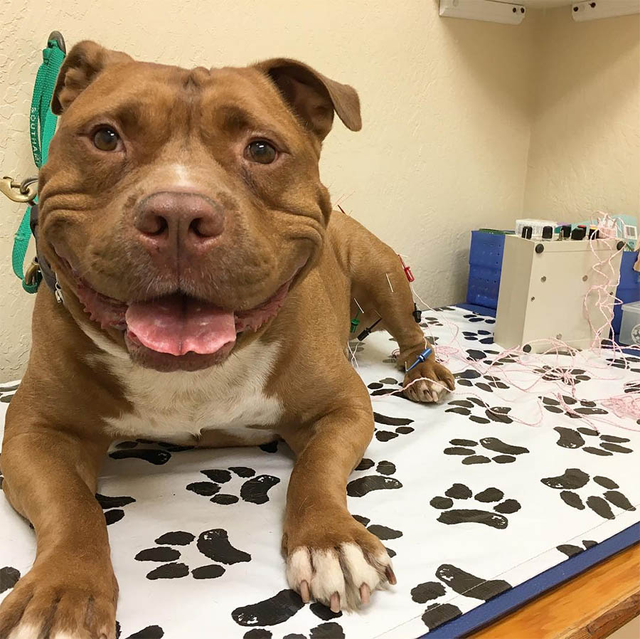 agrandeartedeserfeliz.com - Cão pit bull sorri para fotos ao descobrir que foi adotado em canil público
