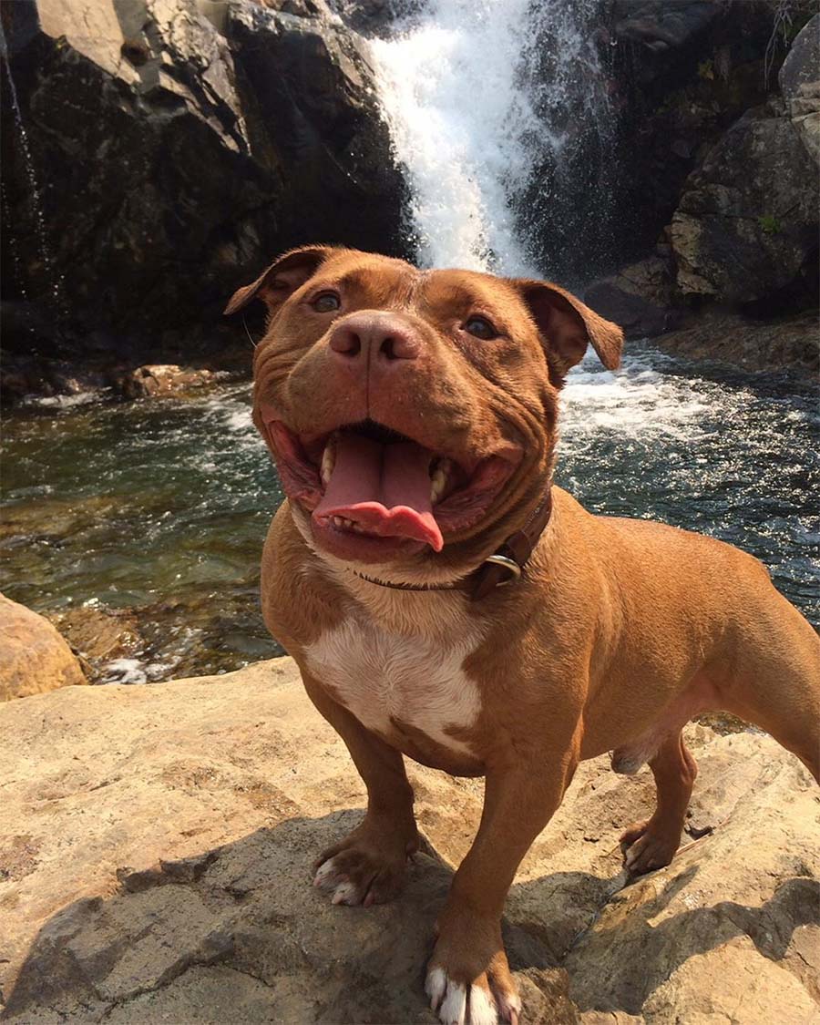 agrandeartedeserfeliz.com - Cão pit bull sorri para fotos ao descobrir que foi adotado em canil público