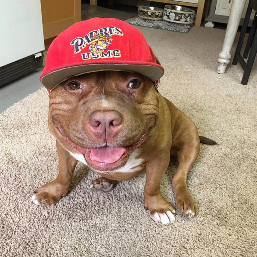 agrandeartedeserfeliz.com - Cão pit bull sorri para fotos ao descobrir que foi adotado em canil público