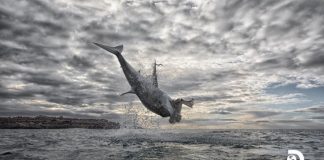 Tubarão-branco bate recorde mundial com salto de 5 metros acima do nível do mar [VÍDEO]