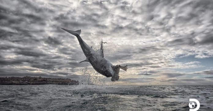 Tubarão-branco bate recorde mundial com salto de 5 metros acima do nível do mar [VÍDEO]