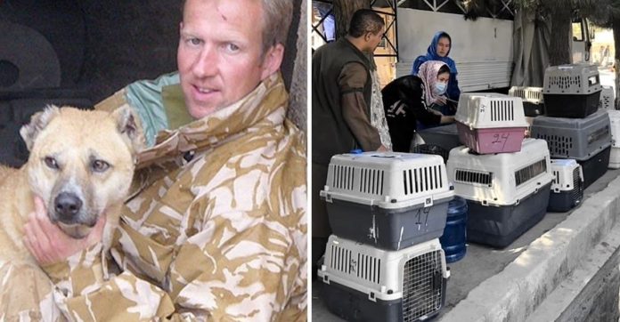 Ex-fuzileiro resgata 170 animais que poderiam ser sacrificados pelo regime talibã no Afeganistão