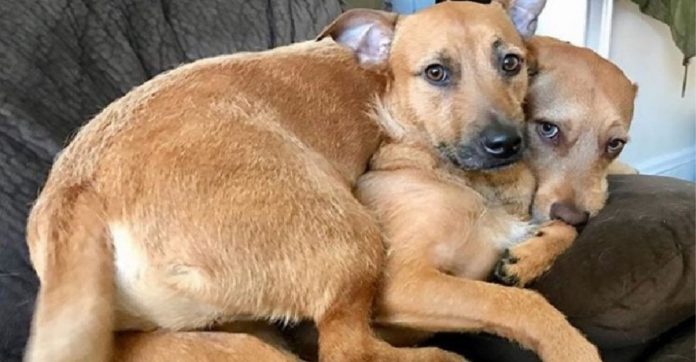 Cachorro resgatado encontra seu ‘irmão gêmeo’ perdido na rua e implora à mãe que o adote