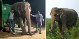Elefante cega é resgatada de maus-tratos e dá os primeiros passos em liberdade após décadas