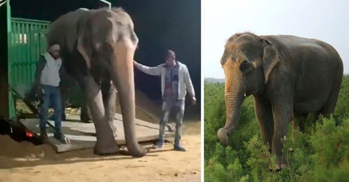 Elefante cega é resgatada de maus-tratos e dá os primeiros passos em liberdade após décadas