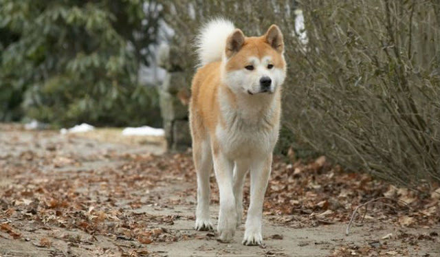 agrandeartedeserfeliz.com - Hachiko: uma história que mostra o amor incondicional dos cães com seus tutores