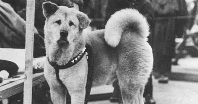 agrandeartedeserfeliz.com - Hachiko: uma história que mostra o amor incondicional dos cães com seus tutores