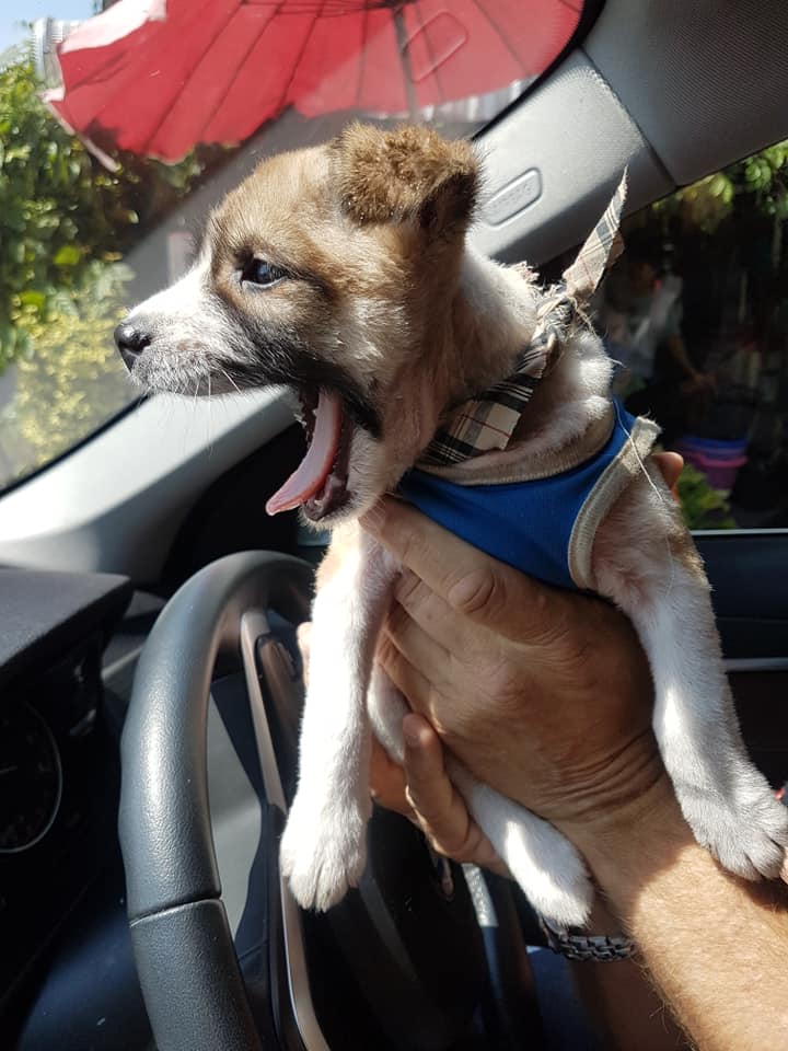 agrandeartedeserfeliz.com - Maratonista interrompe sua corrida para resgatar um cachorrinho sem-teto assustado