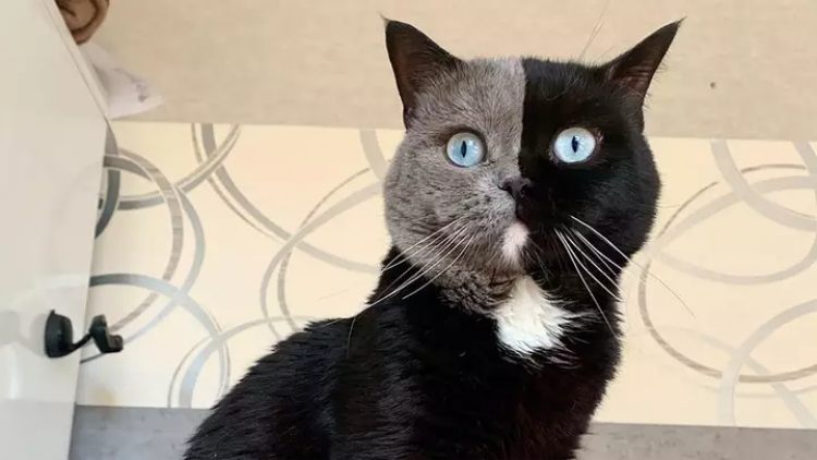 agrandeartedeserfeliz.com - Gato de 'duas caras' vira pai de 2 filhotes, cada qual com uma cor de sua face