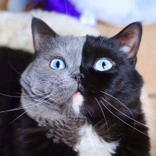 agrandeartedeserfeliz.com - Gato de 'duas caras' vira pai de 2 filhotes, cada qual com uma cor de sua face