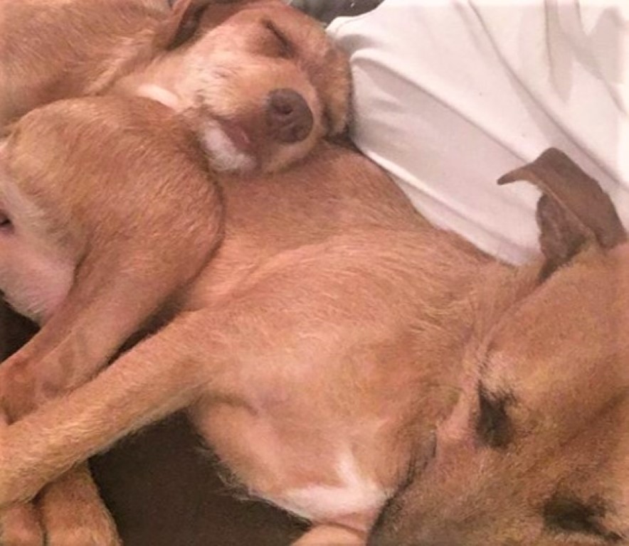 agrandeartedeserfeliz.com - Cachorro resgatado encontra seu 'irmão gêmeo' perdido na rua e implora à mãe que o adote