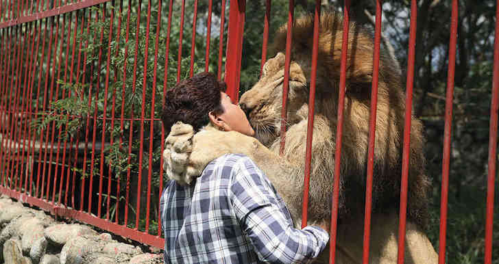 agrandeartedeserfeliz.com - Zeladora se despede de leão cuidado por ela longo de 20 anos em santuário: 'Vou sentir falta'