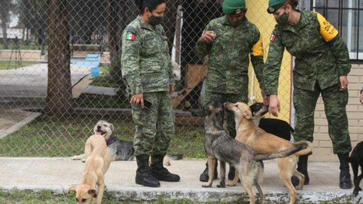 agrandeartedeserfeliz.com - Militares criam abrigo para acolher e facilitar adoção de cães abandonados no México
