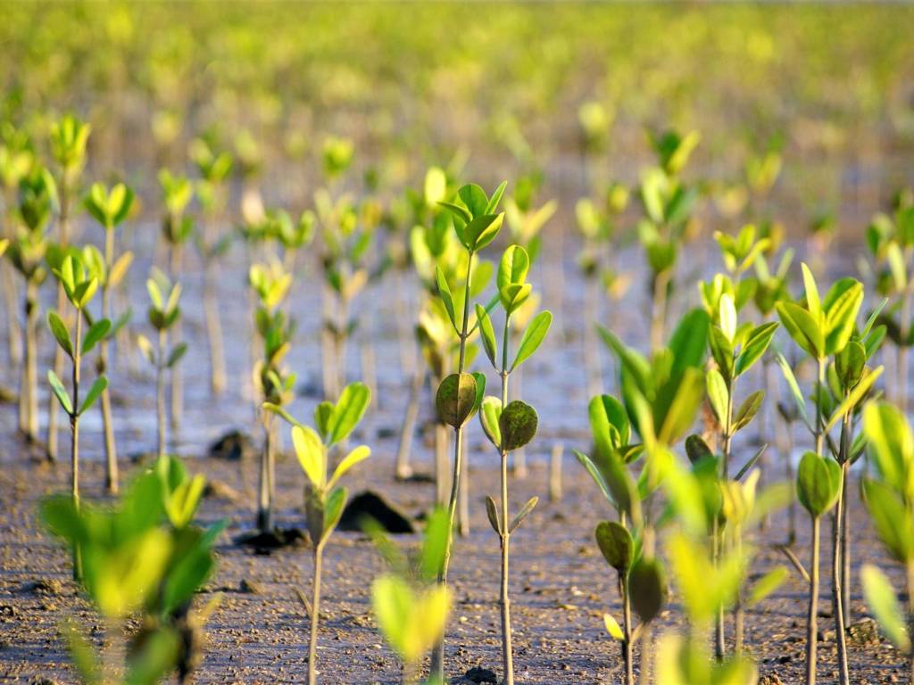 agrandeartedeserfeliz.com - Idoso planta mais de 150 milhões de árvores ao longo de 10 anos no Senegal