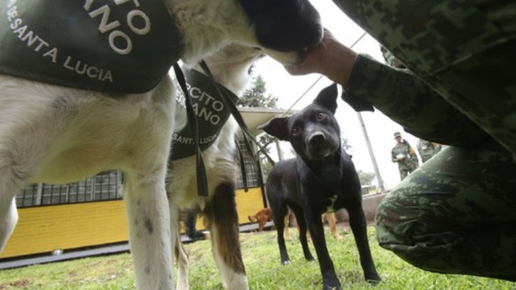 agrandeartedeserfeliz.com - Militares criam abrigo para acolher e facilitar adoção de cães abandonados no México