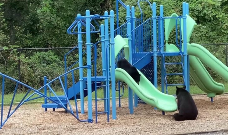 agrandeartedeserfeliz.com - Mamãe ursa é 'flagrada' brincando com seu filhote em um parque infantil; veja o vídeo