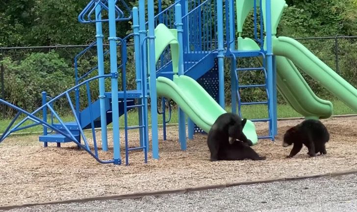 agrandeartedeserfeliz.com - Mamãe ursa é 'flagrada' brincando com seu filhote em um parque infantil; veja o vídeo