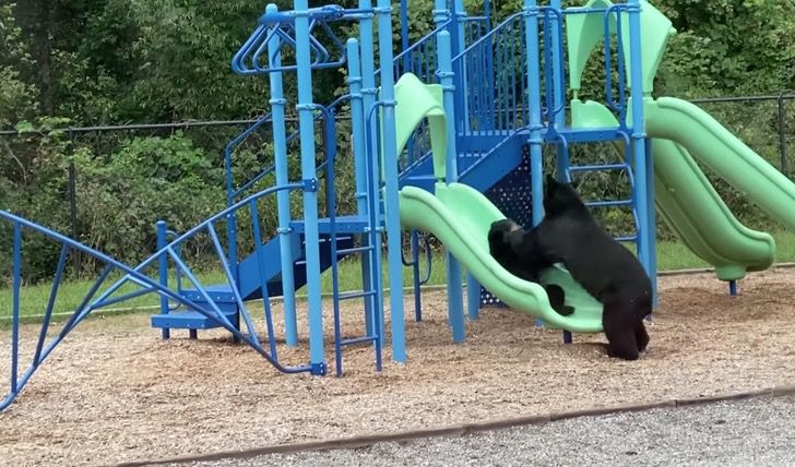 agrandeartedeserfeliz.com - Mamãe ursa é 'flagrada' brincando com seu filhote em um parque infantil; veja o vídeo