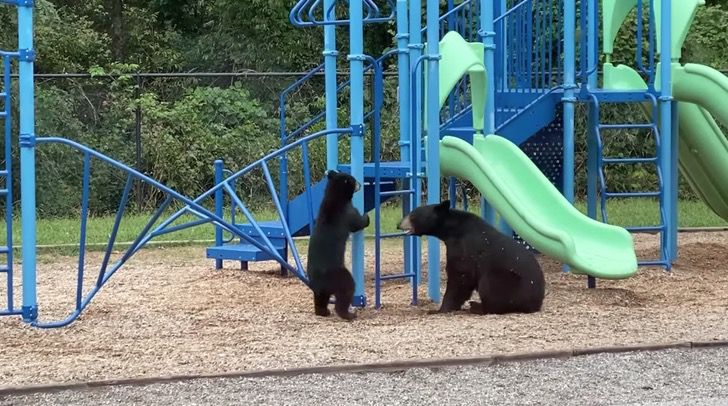 agrandeartedeserfeliz.com - Mamãe ursa é 'flagrada' brincando com seu filhote em um parque infantil; veja o vídeo