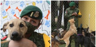 Militares criam abrigo para acolher e facilitar adoção de cães abandonados no México