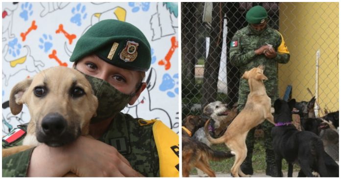 Militares criam abrigo para acolher e facilitar adoção de cães abandonados no México