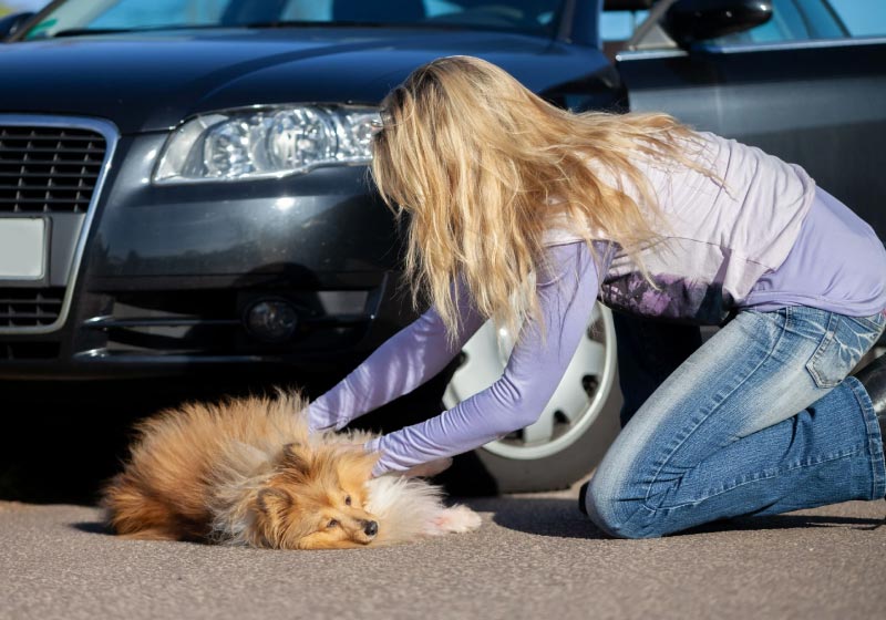 agrandeartedeserfeliz.com - Nova lei em São Paulo obriga motorista a prestar socorro a animal atropelado: 'Ato de civilidade'