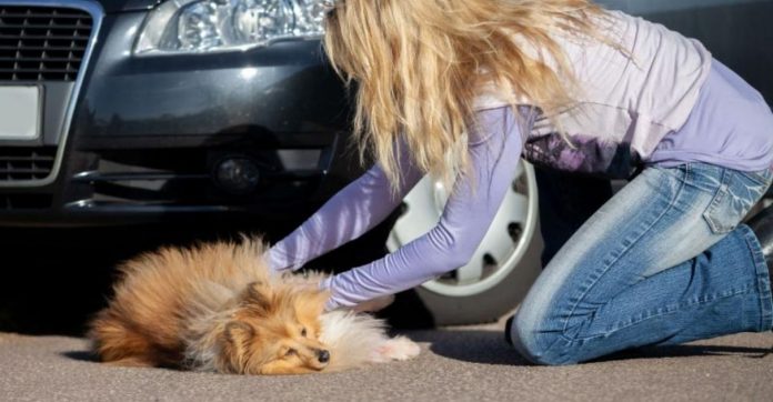Nova lei em São Paulo obriga motorista a prestar socorro a animal atropelado: ‘Ato de civilidade’