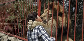 Zeladora se despede de leão cuidado por ela longo de 20 anos em santuário: ‘Vou sentir falta’