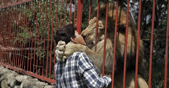 Zeladora se despede de leão cuidado por ela longo de 20 anos em santuário: ‘Vou sentir falta’