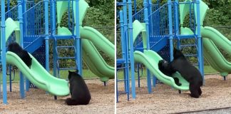 Mamãe ursa é ‘flagrada’ brincando com seu filhote em um parque infantil; veja o vídeo