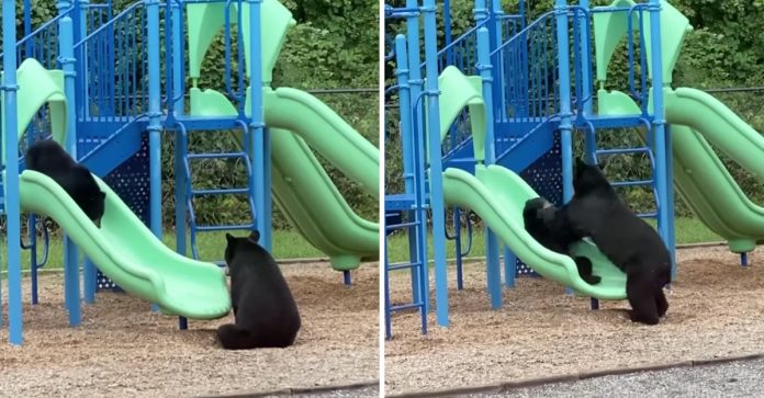 Mamãe ursa é ‘flagrada’ brincando com seu filhote em um parque infantil; veja o vídeo